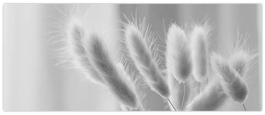 Obraz - Bunny tail grass (120x50 cm)