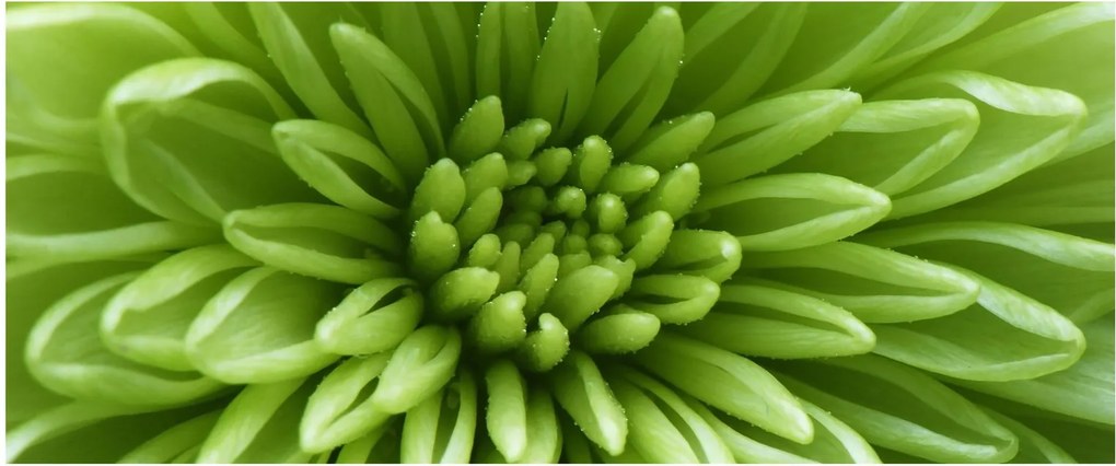 Obraz - Makro snímka rastliny (120x50 cm)