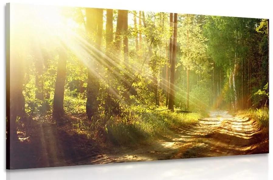 Obraz slnečné lúče v lese Varianta: 60x40