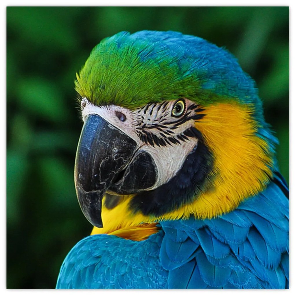 Obraz papagája