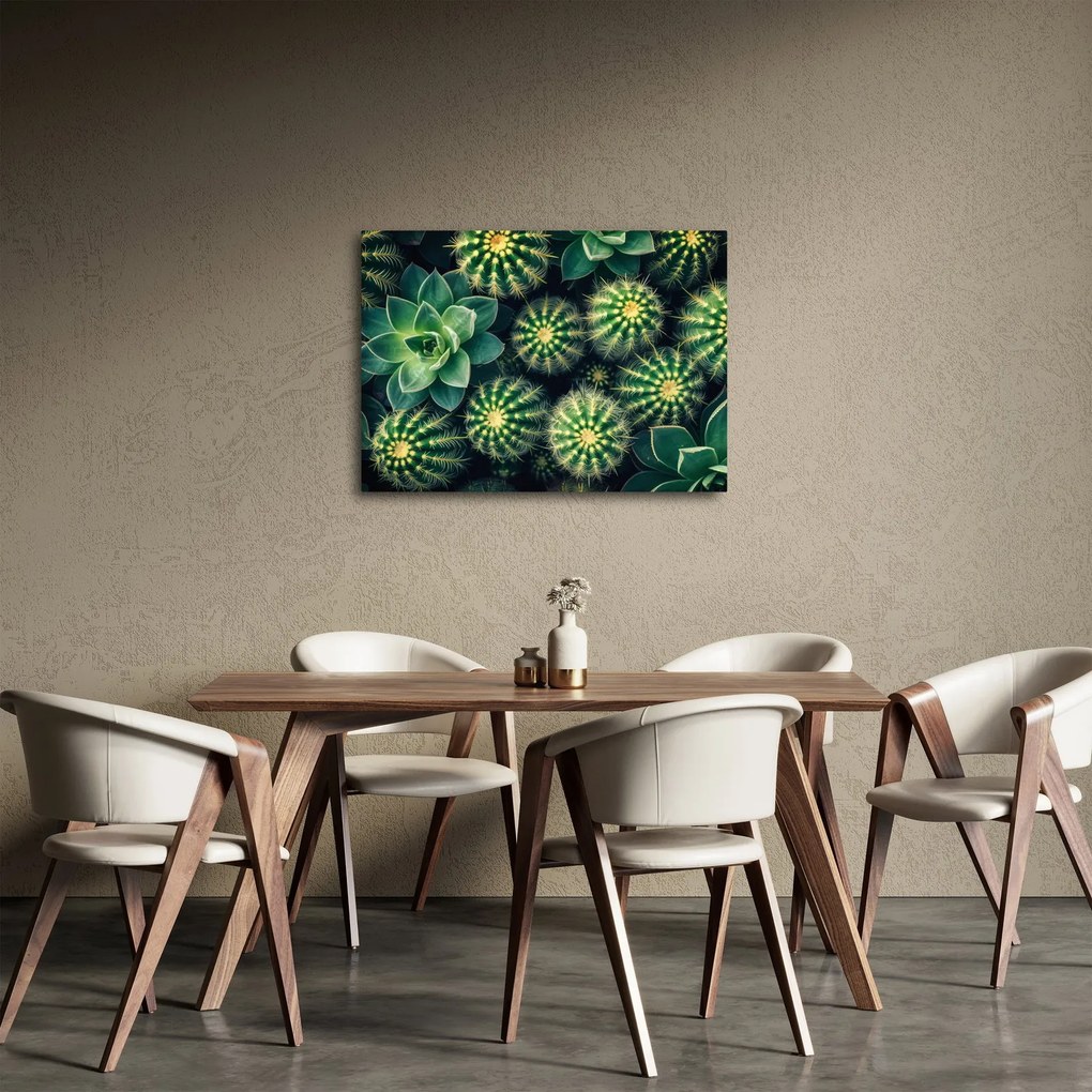 Obraz - Kaktusy (70x50 cm)