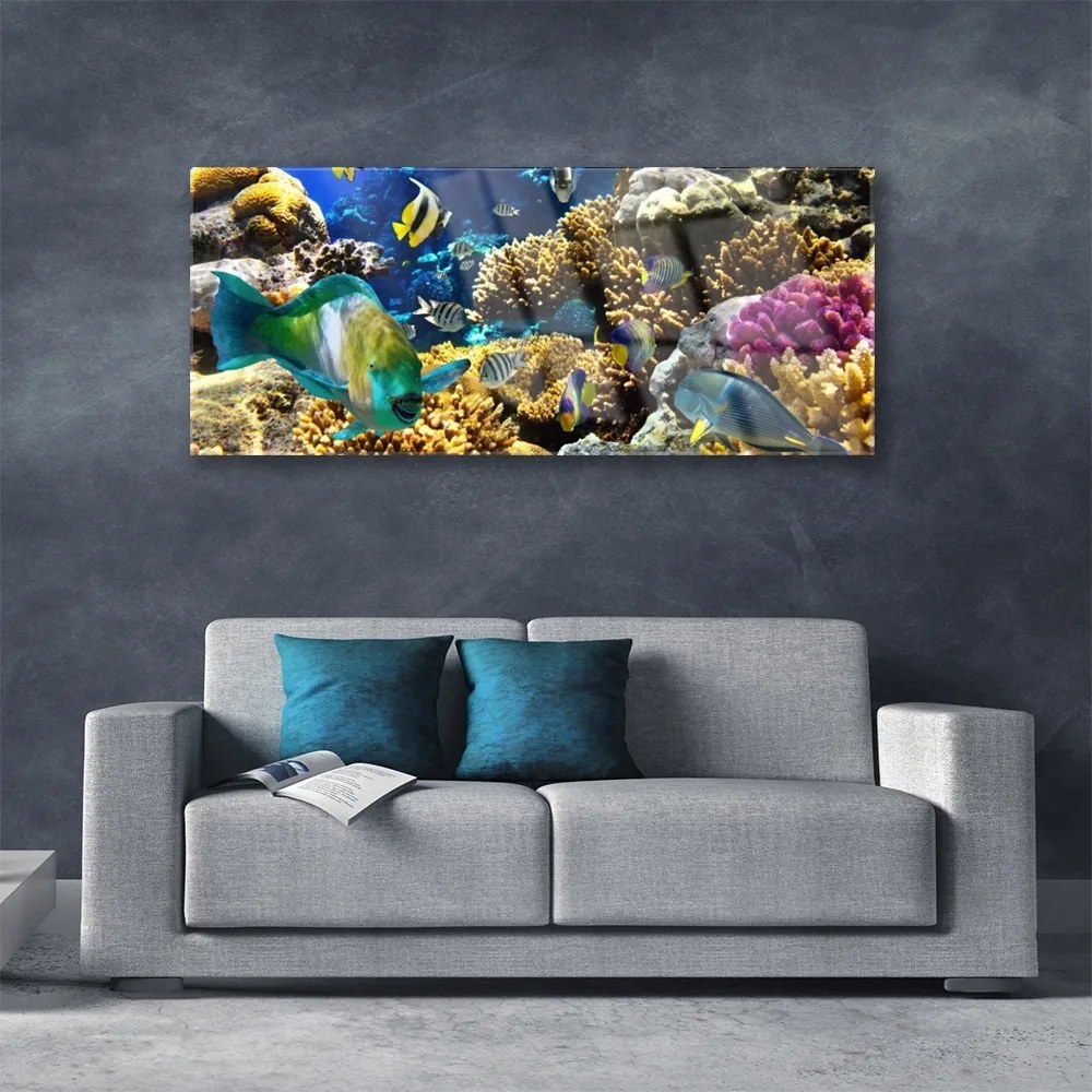 Obraz na akrylátovom skle Koralový útes príroda 125x50 cm