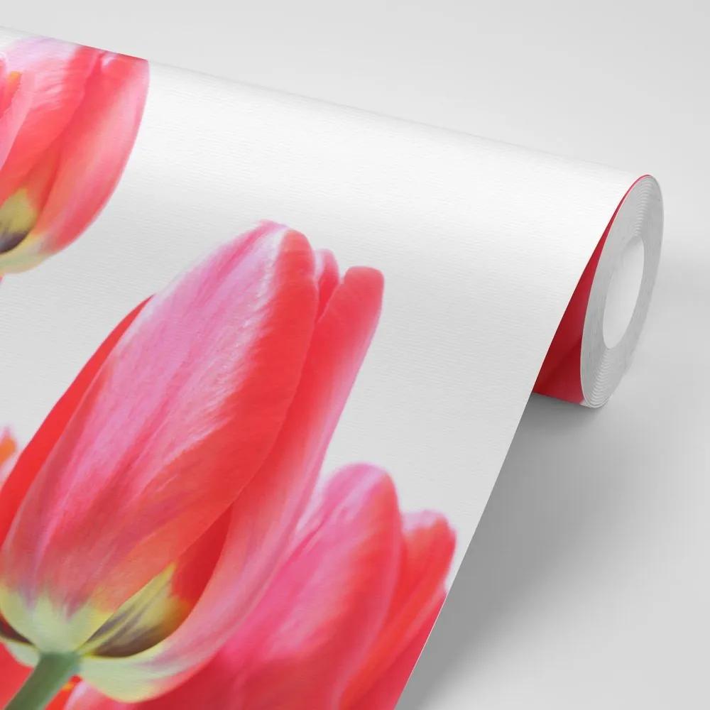 Samolepiaca fototapeta červené poľné tulipány - 225x150