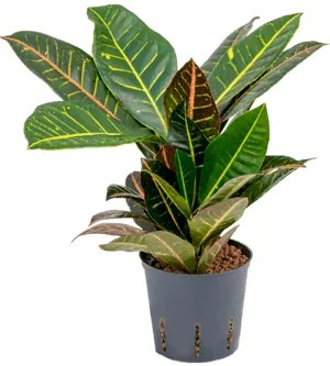 Croton (codiaeum) petra 2 pp 13/12 v.30 cm