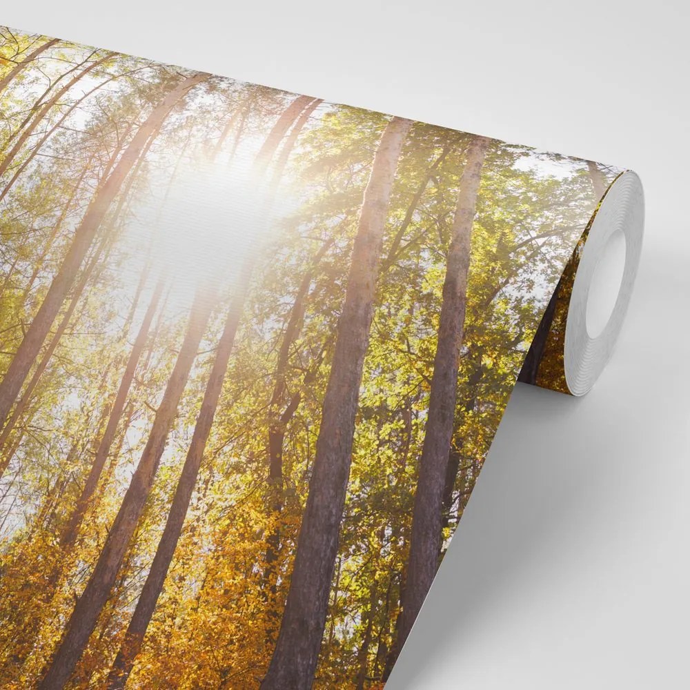 Samolepiaca fototapeta les v jesenných farbách