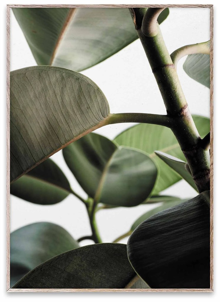Plagát Green Home 03 50 × 70 cm 50 × 70 cm