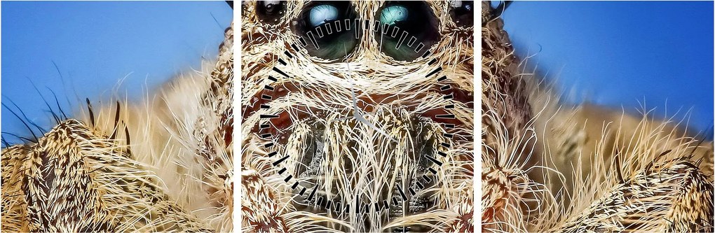 Obraz detailu pavúka (s hodinami) (90x30 cm)