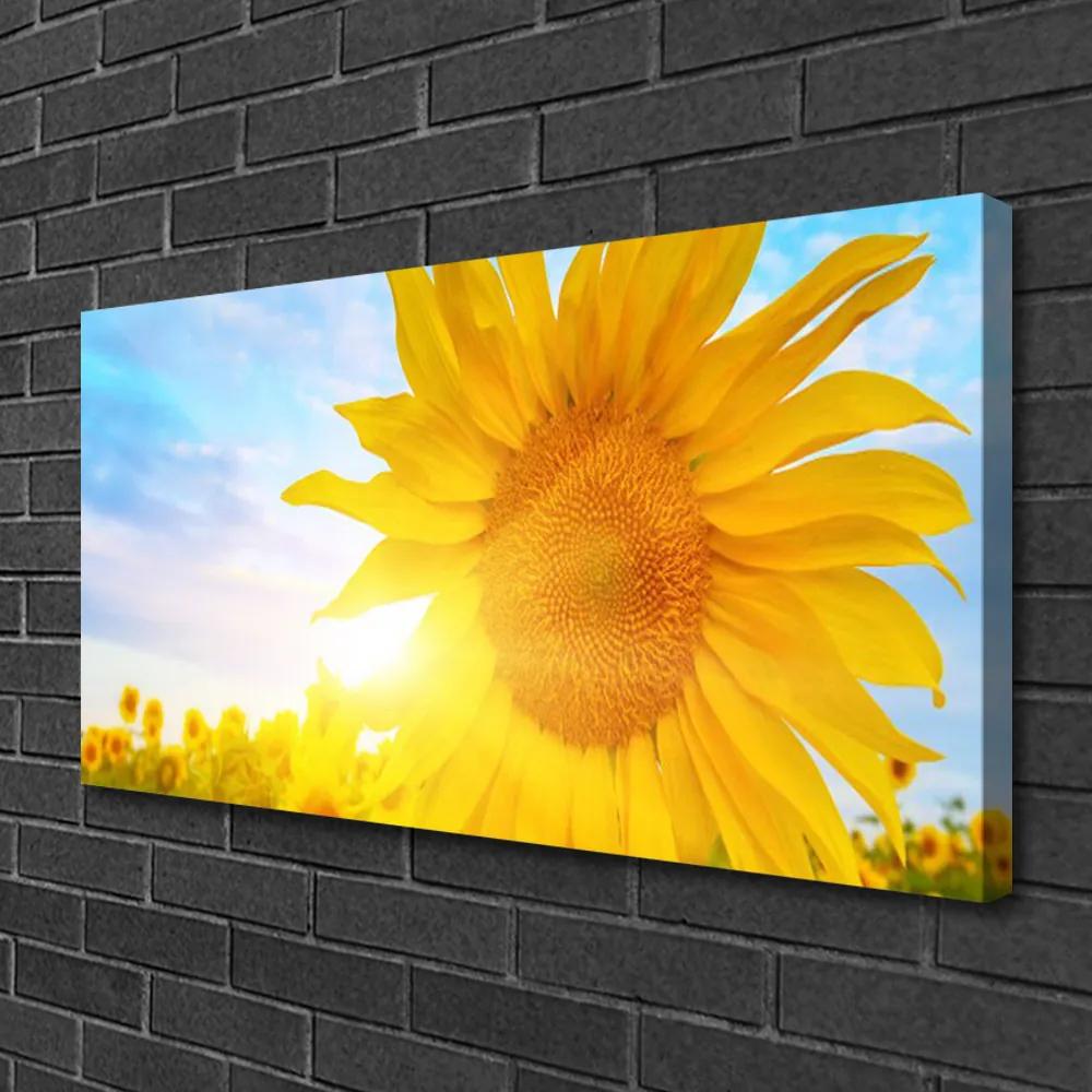 Obraz Canvas Slnečnica kvet slnko 120x60 cm