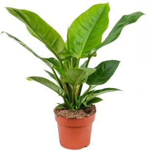 Philodendron imperial green 19x45 cm