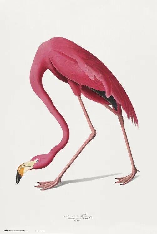 Plagát, Obraz - American Flamingo, John James Audubon