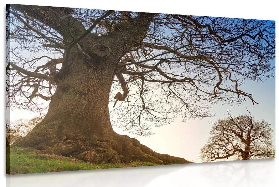 Obraz symbióza stromov Varianta: 90x60
