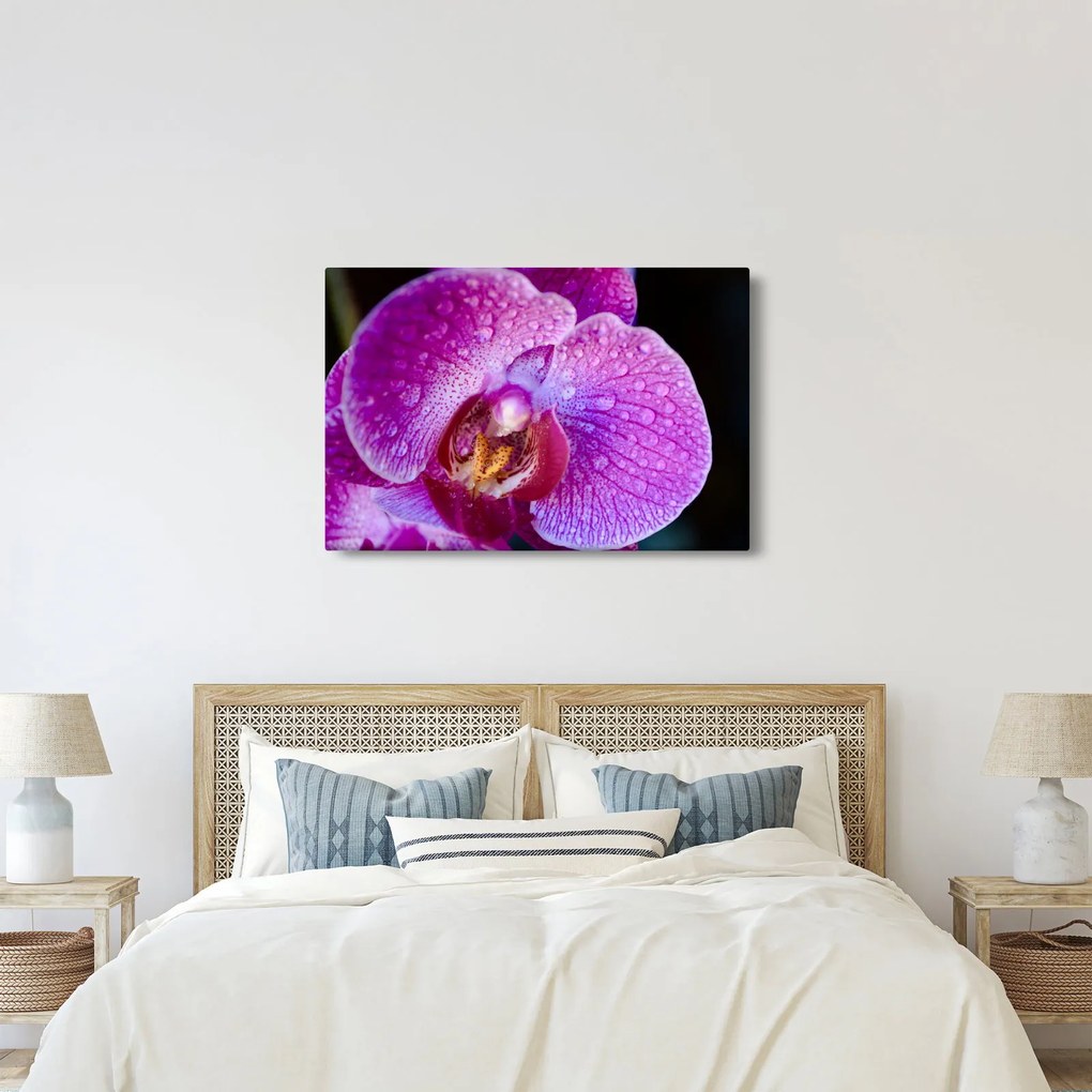 Detailný obraz kvetu orchidey (90x60 cm)