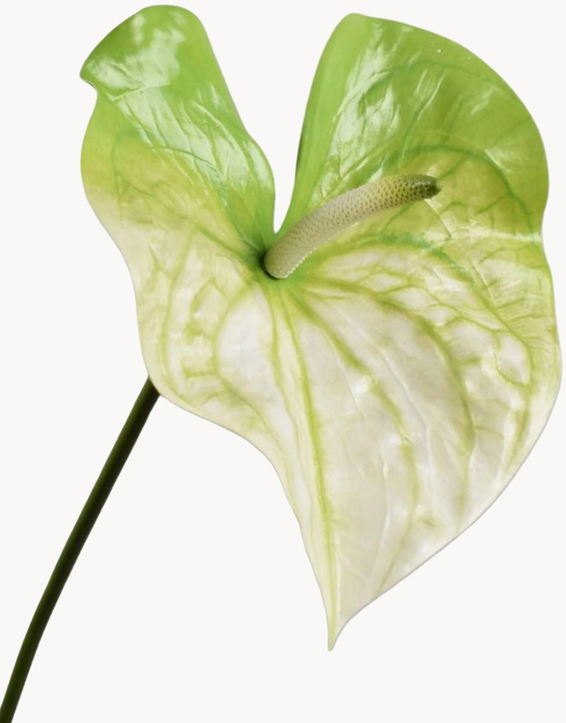 Rastlinné dekorácie Anthurium, 2 ks