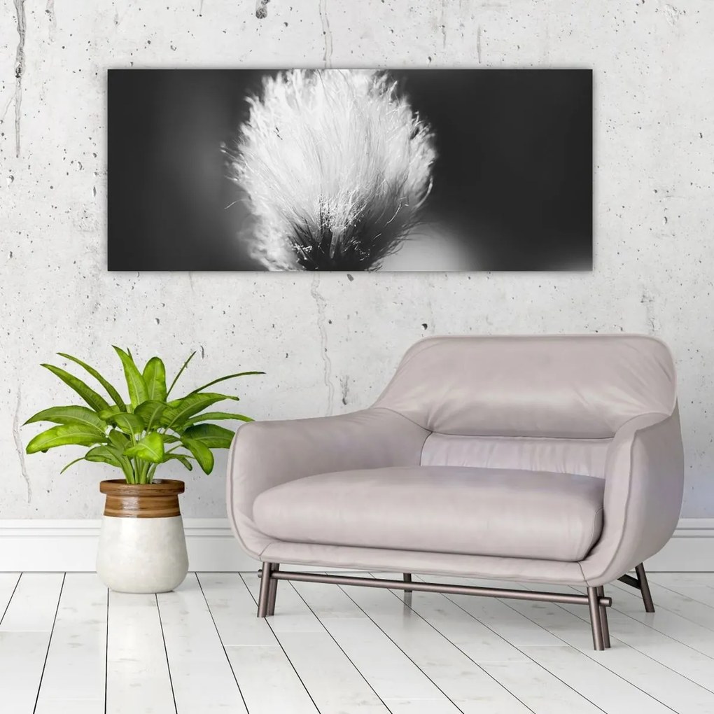 Obraz - Čiernobiely cottongrass (120x50 cm)