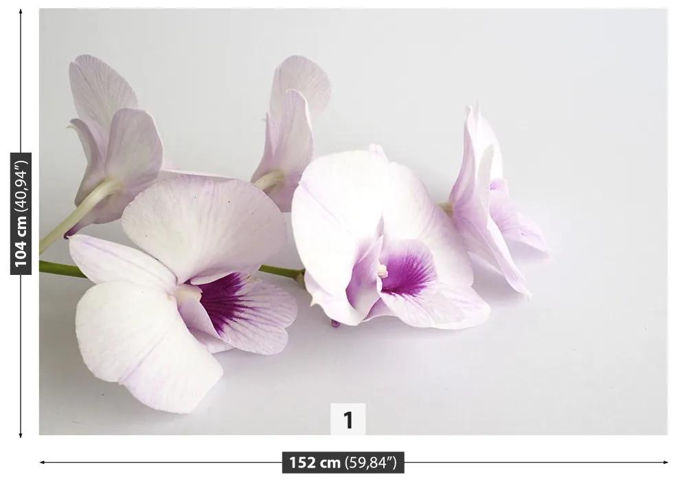 Fototapeta Vliesová Biele orchidey 152x104 cm