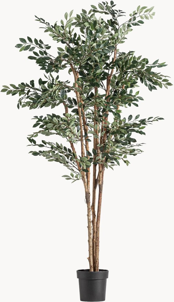 Rastlinná dekorácia Ficus