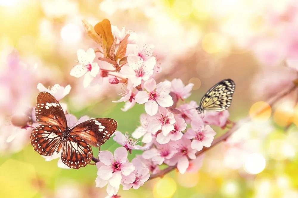 Samolepiaca tapeta jarné kvety s exotickými motýľmi - 300x200