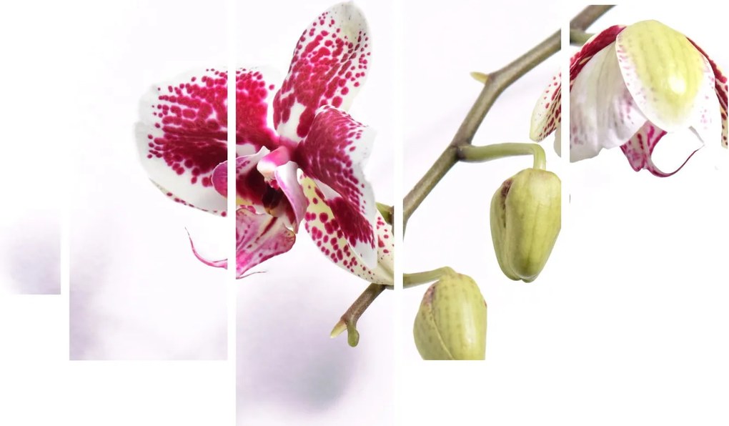 Obraz kvetu orchidey (150x105 cm)