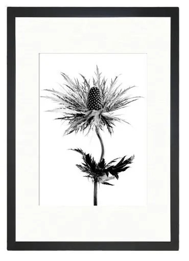 Obraz Tablo Center Thistle Vibes, 24 × 29 cm