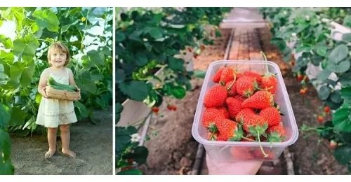Náhradná fólia na fóliovník 4x3x2 m Gardlov 23307