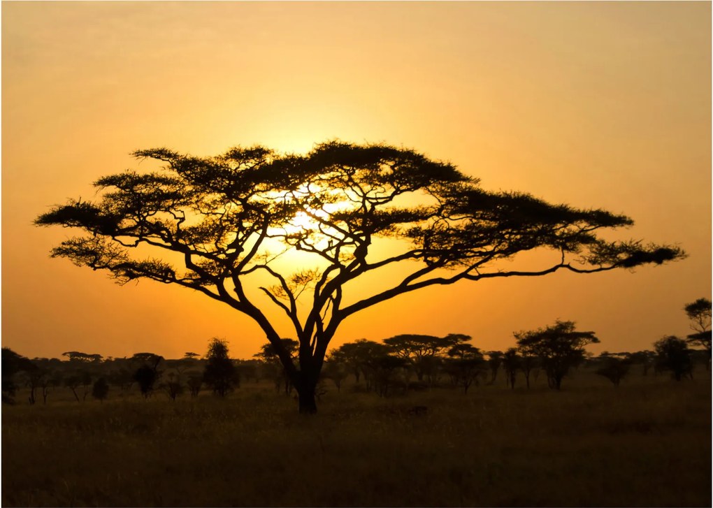 Sklenený obraz - Africká savana (70x50 cm)