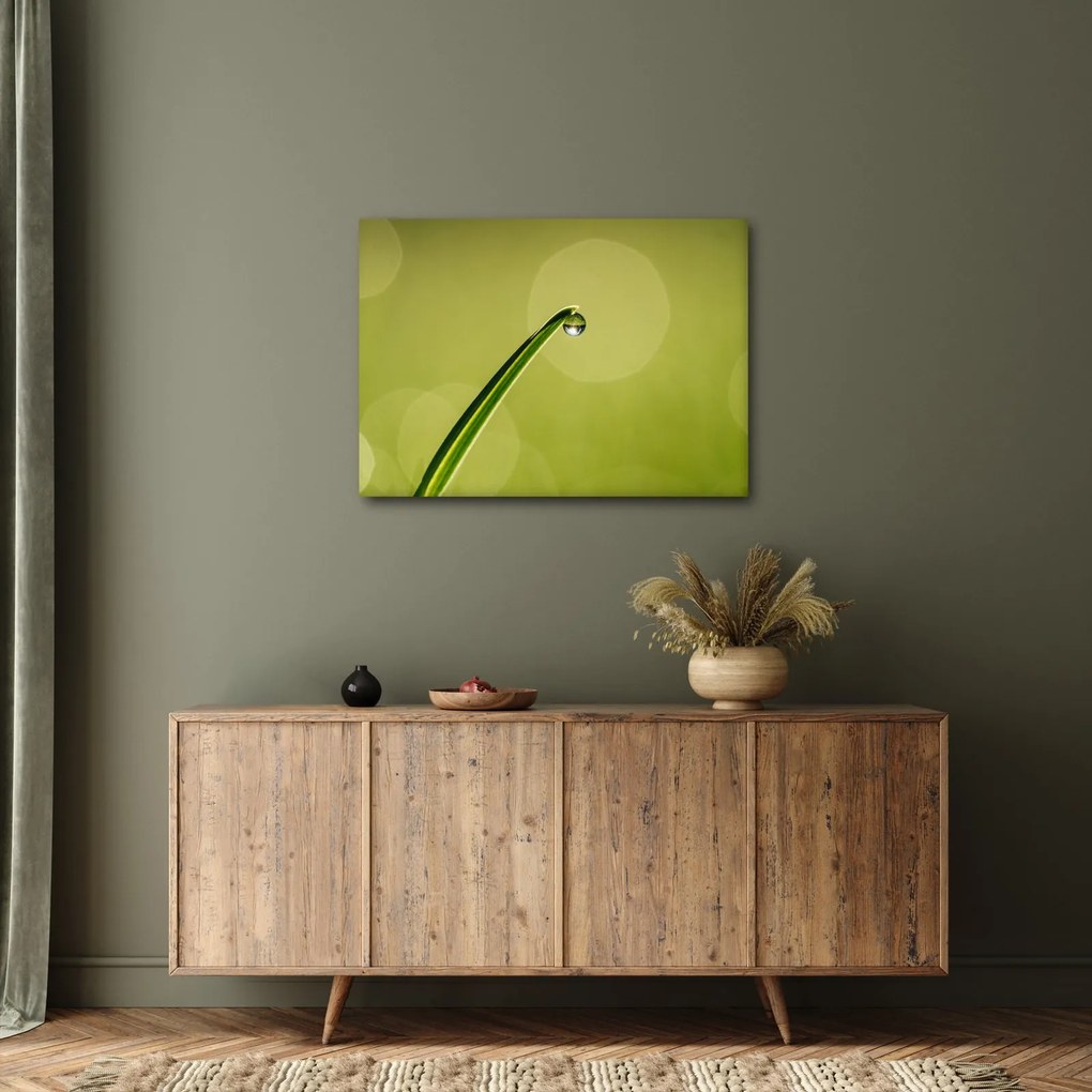 Obraz kvapky vody na tráve (70x50 cm)