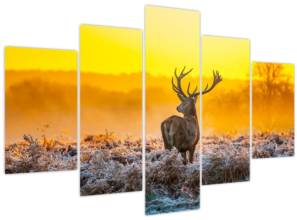 Obraz - Jeleň pri východe slnka (150x105 cm)