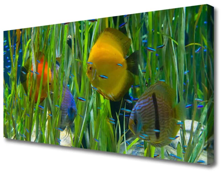 Obraz Canvas Ryba riasy príroda 120x60 cm