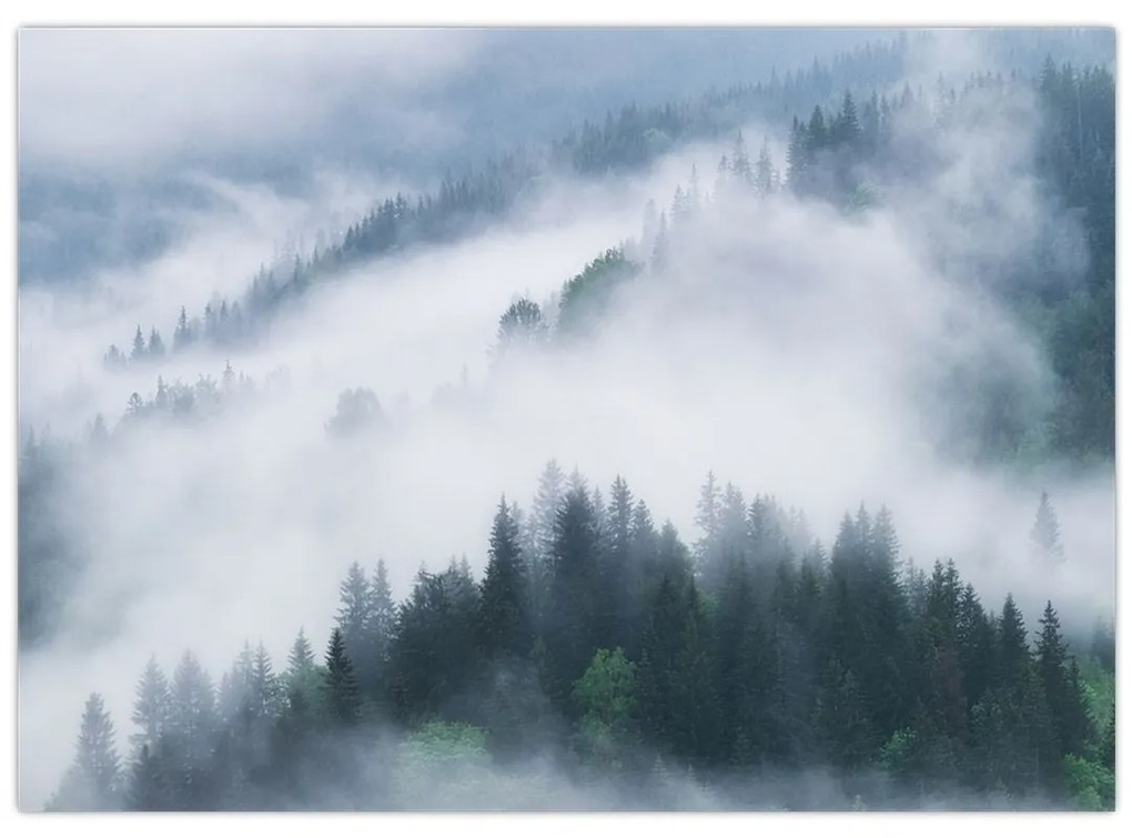 Obraz - Stromy v hmle (70x50 cm)