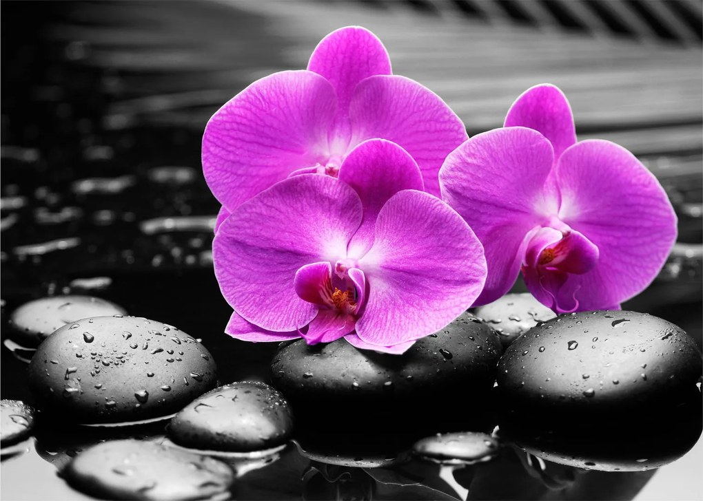 Obraz - Fialové orchidey (70x50 cm)