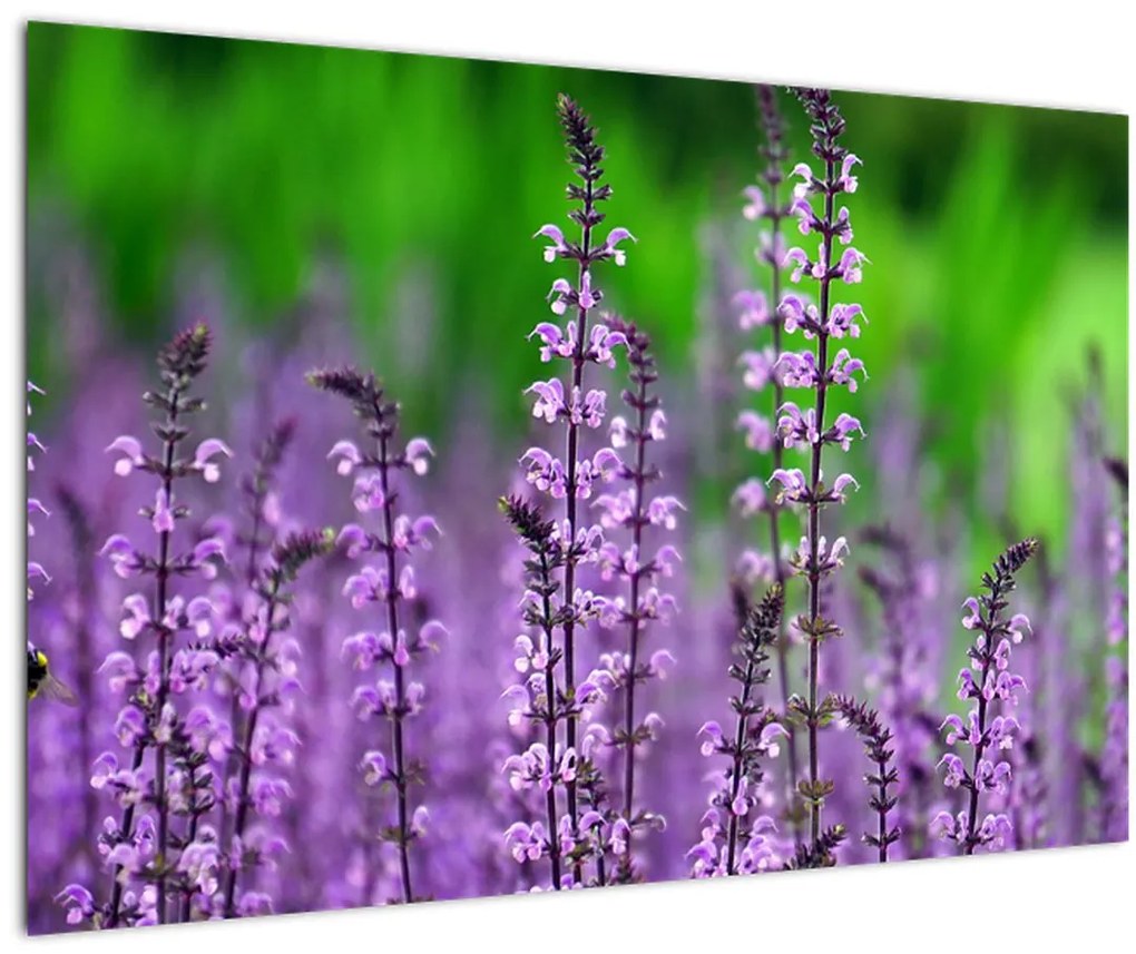 Obraz fialových lúčnych kvetov (90x60 cm)