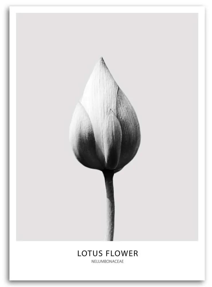 Gario Obraz na plátne Biely lotosový púčik Rozmery: 40 x 60 cm