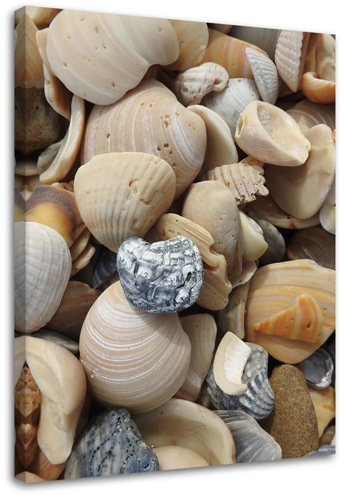 Gario Obraz na plátne Mušle a kamene na pláži Rozmery: 40 x 60 cm