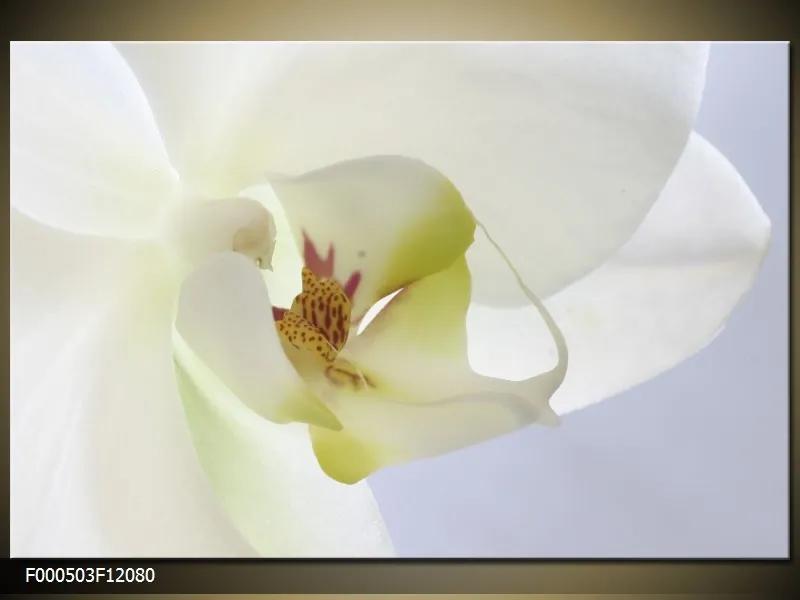 Obraz na plátne Biela orchidea, Obdĺžnik 120x80cm 87,92 €