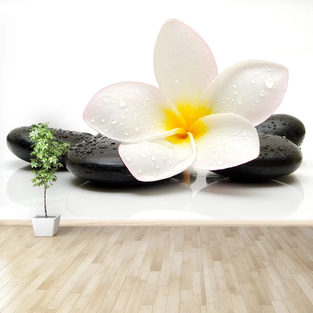 Fototapeta Vliesová Plumeria stones 250x104 cm