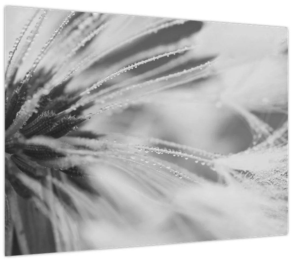 Obraz - Púpava (70x50 cm)