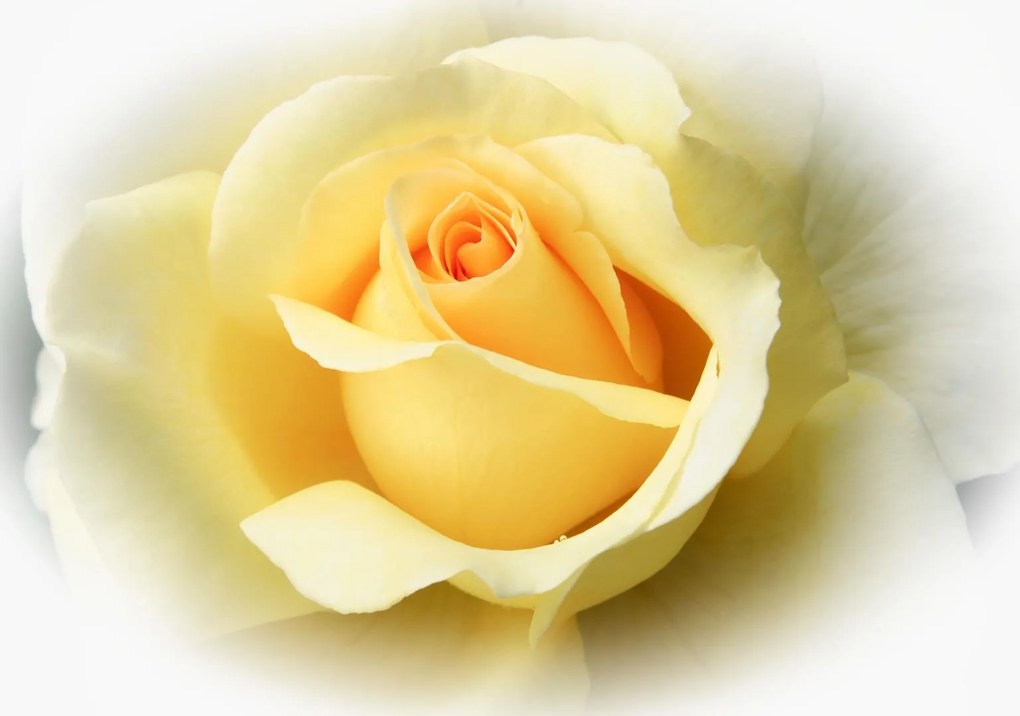Fototapeta Žltá kvetina papier 254 x 184 cm