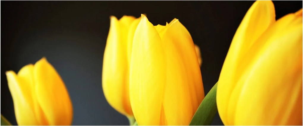 Obraz tulipánov (120x50 cm)