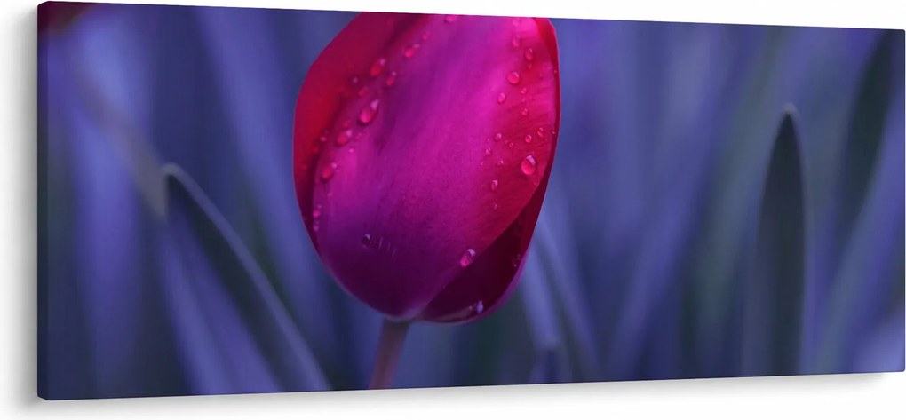 Obraz pupete tulipánu (120x50 cm)