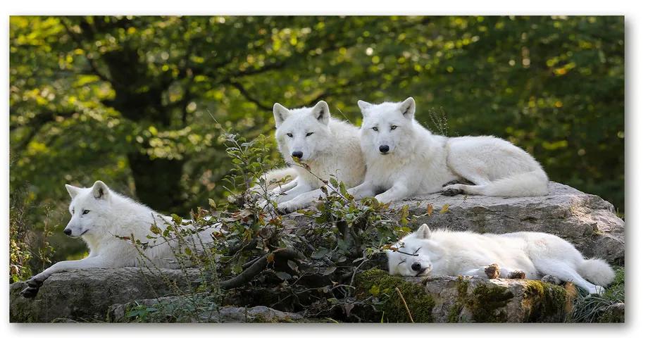 Foto obraz akrylové sklo Bieli vlci a skala cz-oa-100x50-f-93949837 | BIANO