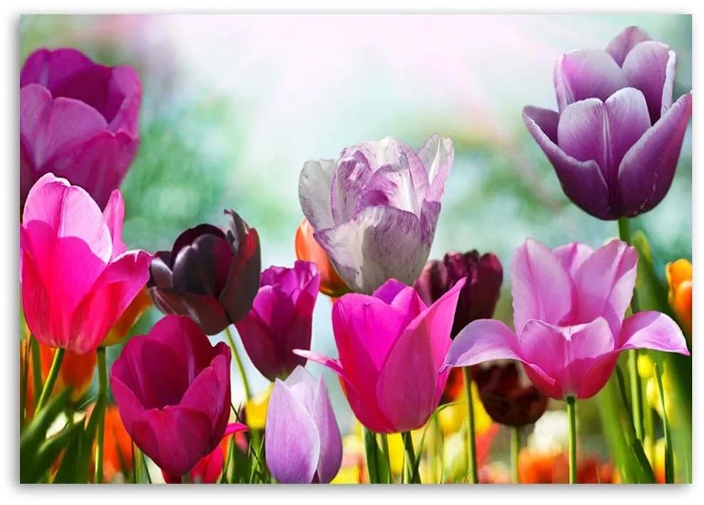 Obraz na plátně Tulipány Fialové květiny Příroda - 120x80 cm