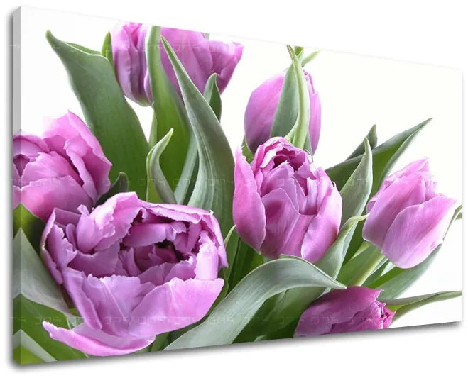 Obraz na stenu KVETY TULIPÁNY | rôzne rozmery