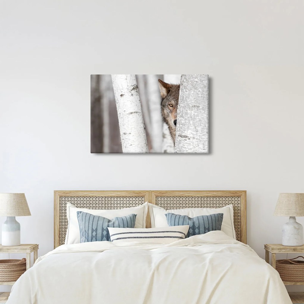 Obraz - Vlk (90x60 cm)