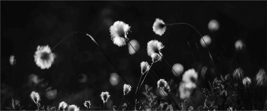Obraz - Lúka s cottongrass N⁰1 (120x50 cm)