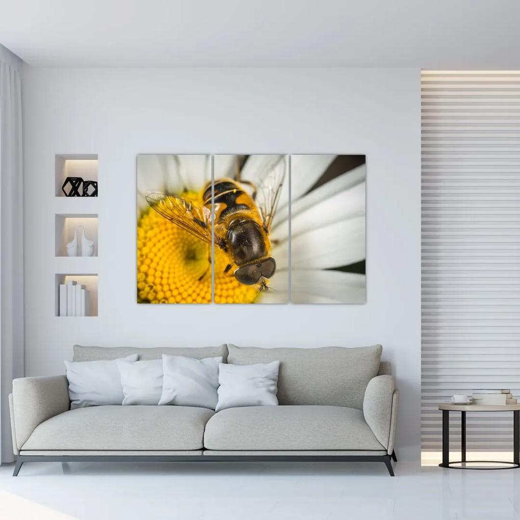 Obraz - detail včely