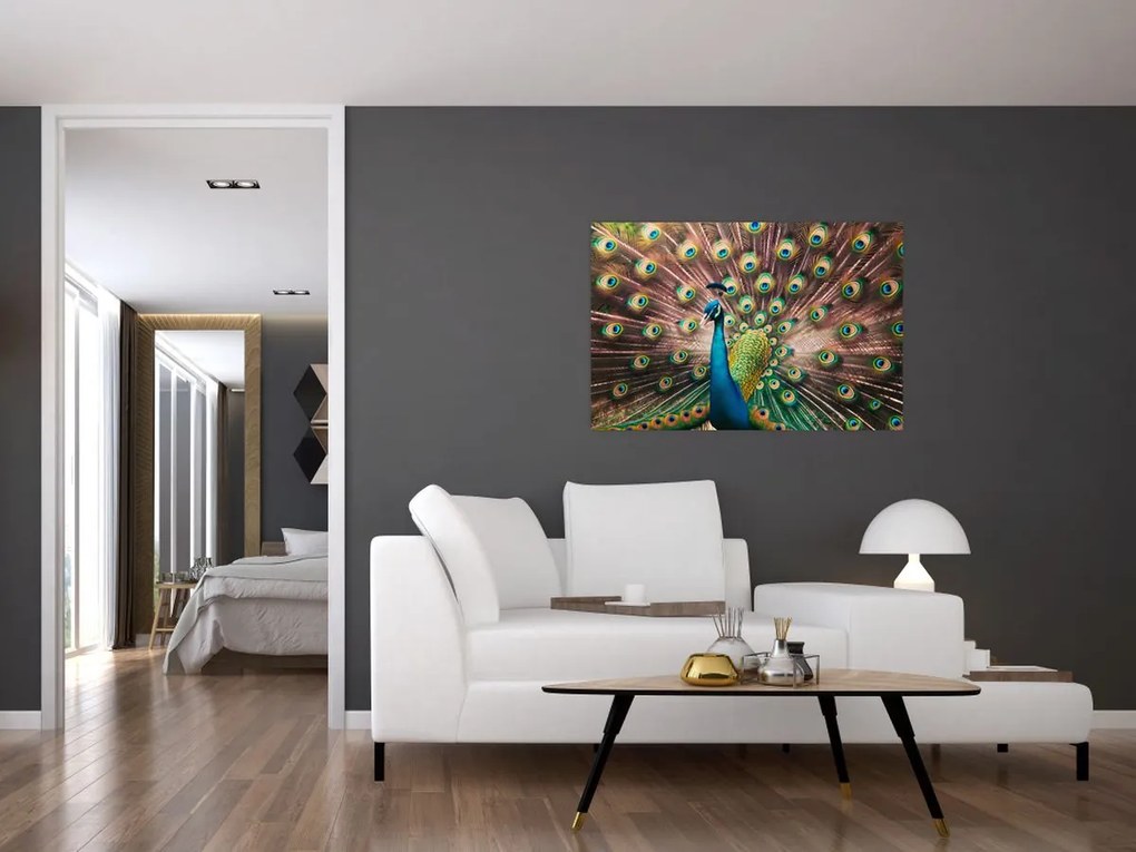Obraz - Páv (90x60 cm)
