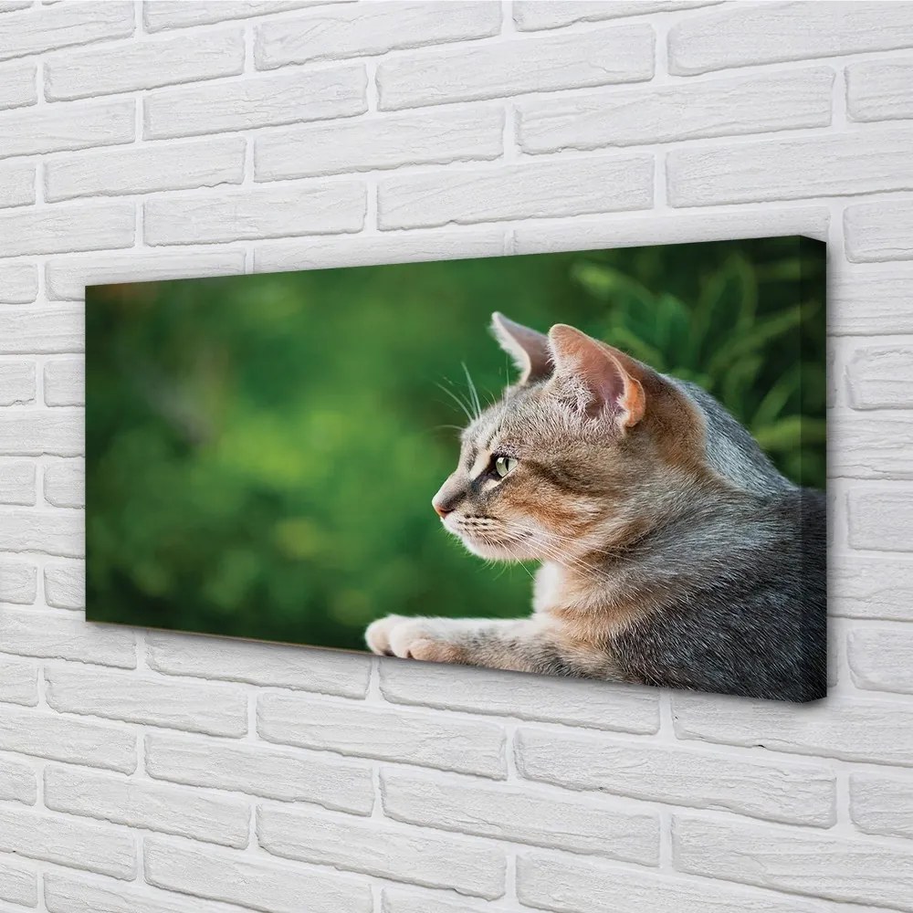 Obraz na plátne vyzerajúci mačka 125x50 cm