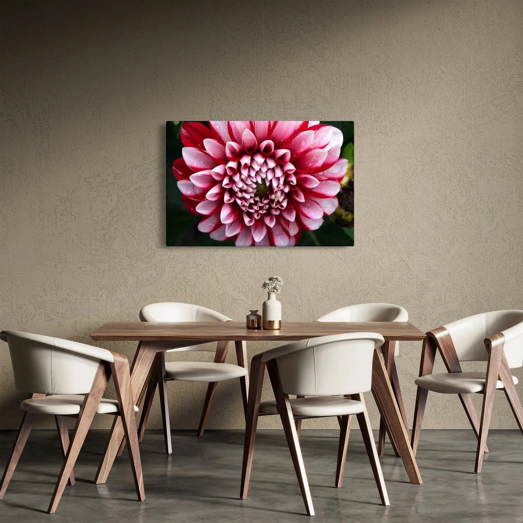 Obraz ružovej Dahlie (90x60 cm)