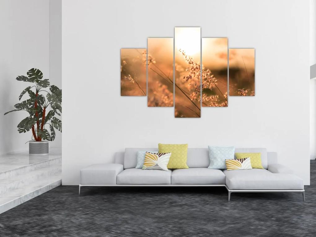 Obraz - Tráva na slnku (150x105 cm)