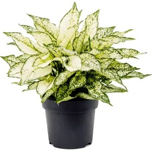 Aglaonema Kiwi 19x45 cm